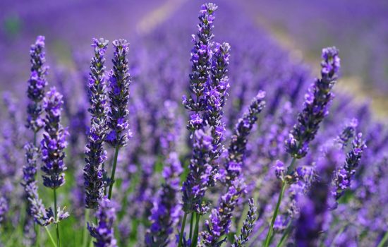 Lavanda en flor para terapias naturales y bienestar